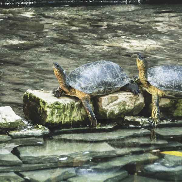 Follow Me by Ann Holmes, Image 1.