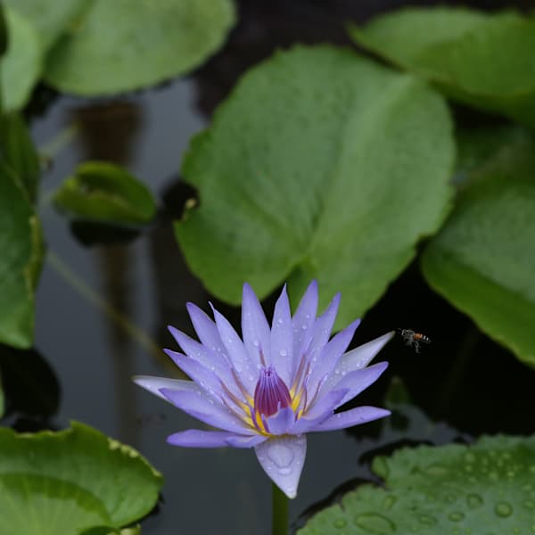Purple Flower by Ping S. Chu, MD, Image 1.