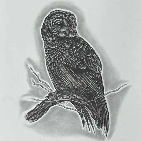 Owl by Larry Burns, Image 1.