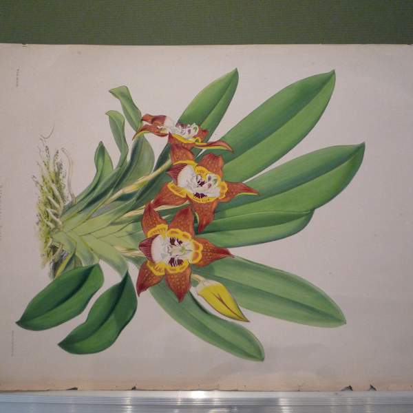 Flowers by W. Fitch, Image 1.