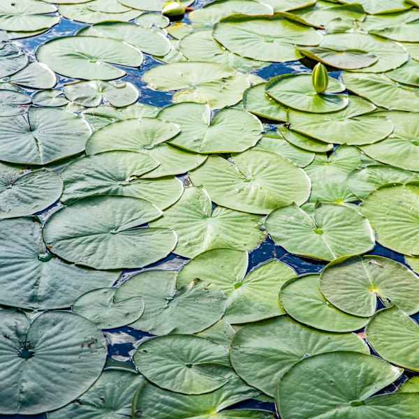 Untitled by Yanelis Matos, Image 1.