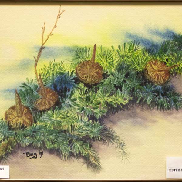 Pine Branches by Caroline Lally, FSPA, Image 1.