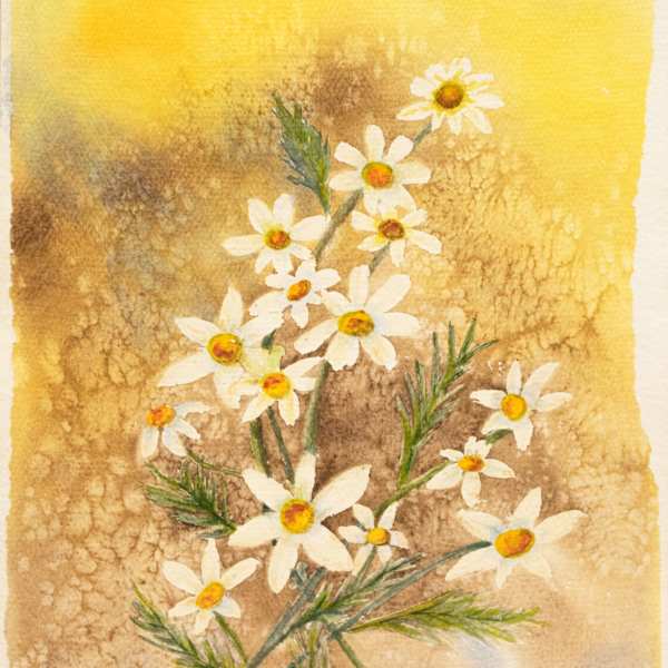 White Daisies by Elaine McMullin, FSPA, Image 1.