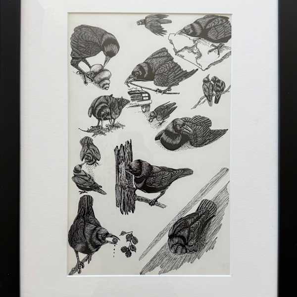Original drawings for book: "In the Company of Crows and Ravens," 2005 by Tony Angell, Image 1.