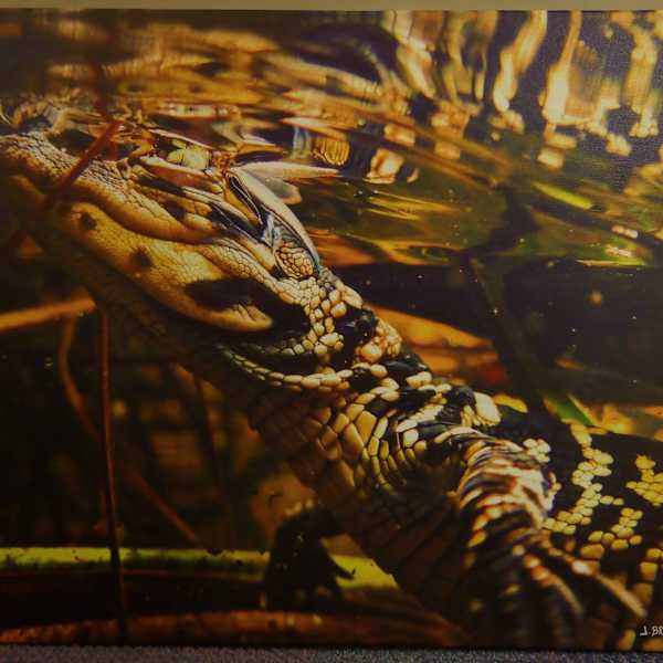 First Swim by James Branaman, Image 1.