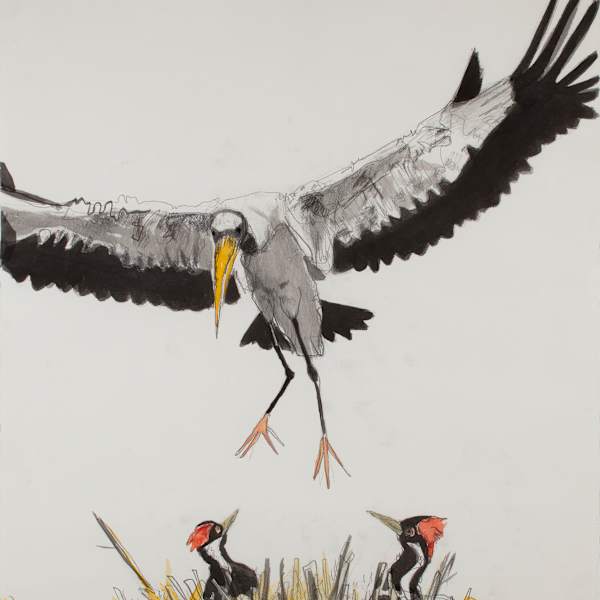 Wood Stork Over Nest by Jules Buck Jones, Image 1.