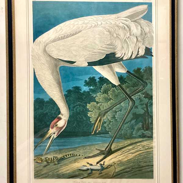 Hooping Crane, Grus Americana, Adult Male by John James Audubon, Image 1.