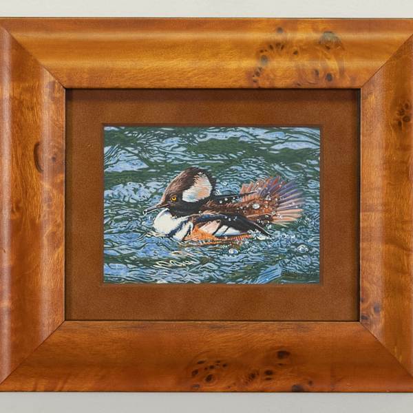 Bathing Hooded Merganser by Wes Siegrest, Image 2.