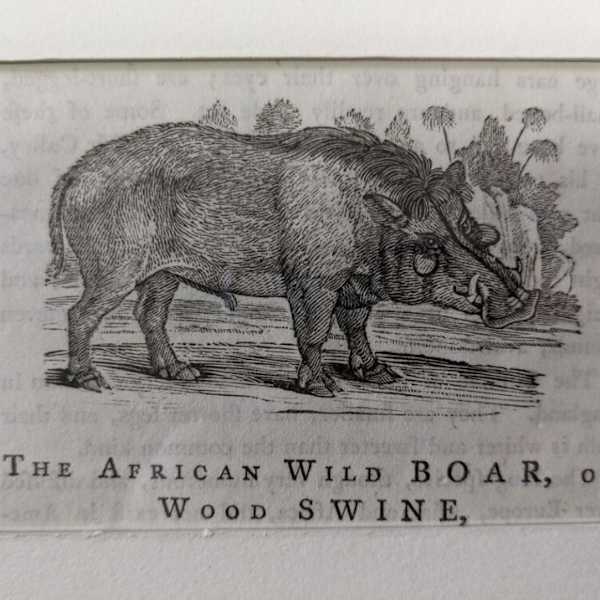Wild Boar by Thomas Bewick, Image 1.