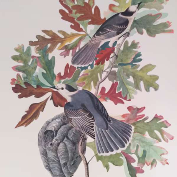 Canada Jay by John J Audubon, Image 1.
