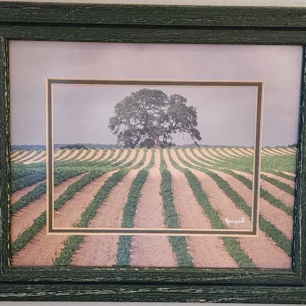 Untitled (Crop Rows Converging on Lone Tree) by Richard Korczynski, Image 1.