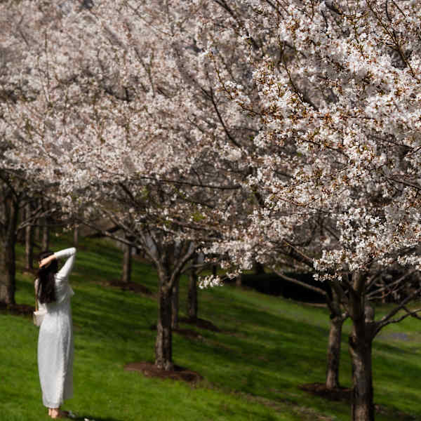 Among the Blossoms by Teauné Trice, Image 1.