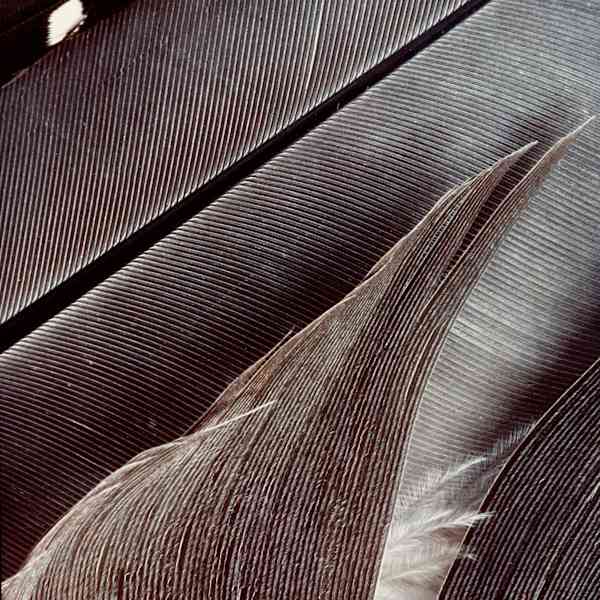 Feathers #25 by Mark Abrahamson, Image 1.