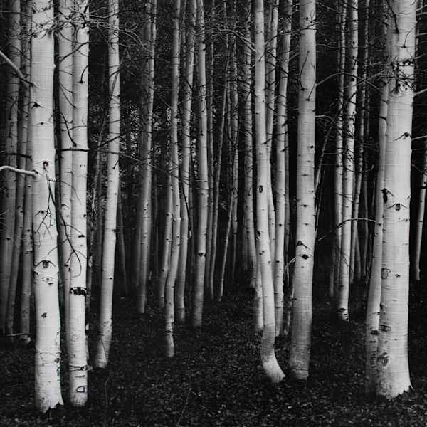 Aspen, Dusk, Conway Summit, California by John  Sexton, Image 2.