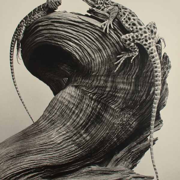 Kissing Cousins by John Arden, Image 2.