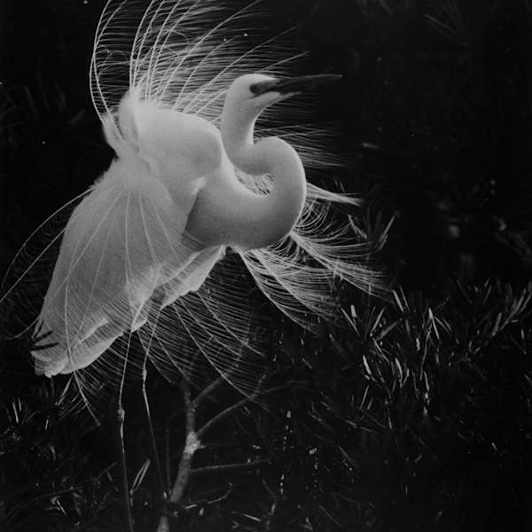 Heron by Tokutaro Tanaka, Image 1.