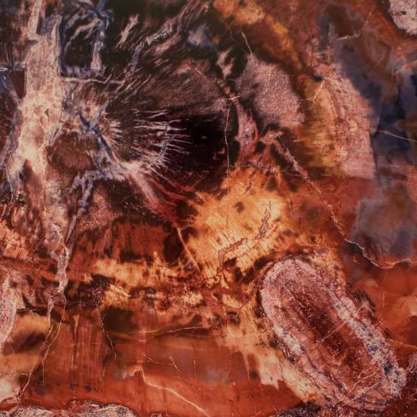 "Conifer with Fungus" Arizona, USA Triassic by Giraud Foster & Norman Baker, Image 1.