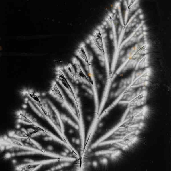 Begonia Leaf by Walter Chappell, Image 2.