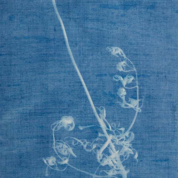 Mountain Milkweed by Sara Frances, Image 2.