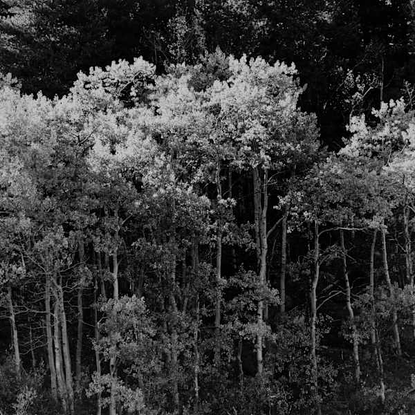 Aspen by Carl Brandauer, Image 2.