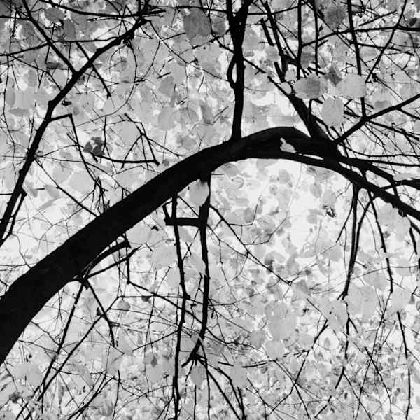 Basswood Tree by Howard Bond, Image 2.