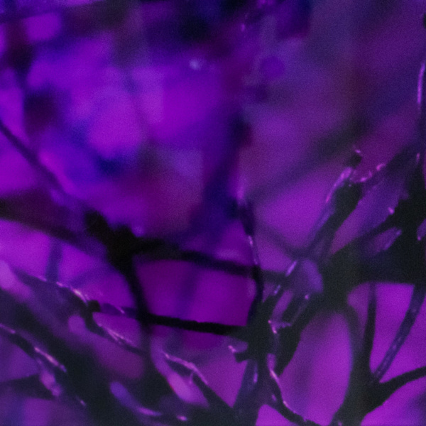 Obstructed Violet by Sarah Richter, Image 2.