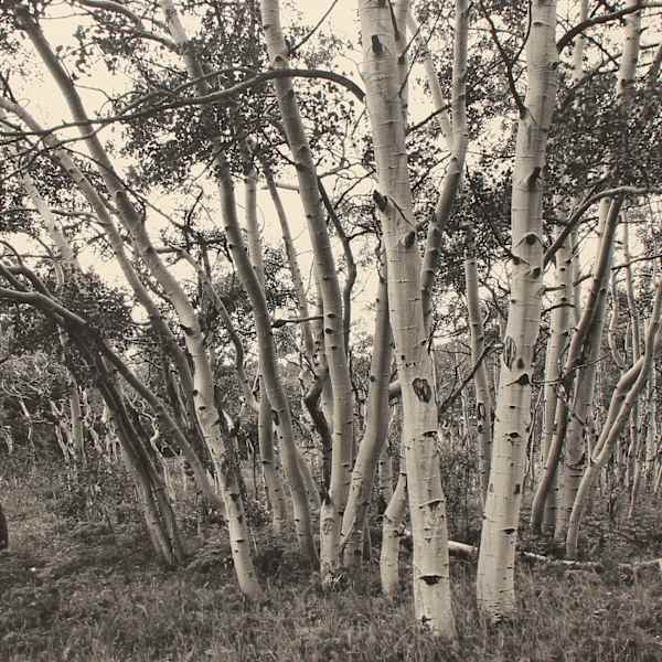 Aspen Grove, Caribou, Colorado by Lee W. Milne, Image 1.