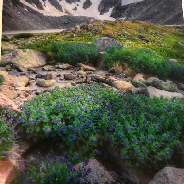 End of Spring by Jordan Hoff, Image 1.