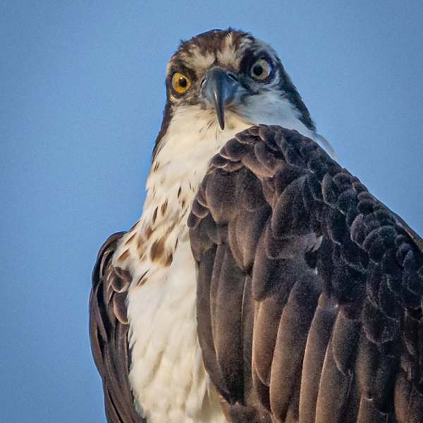 Staredown by Joey Johnson, Image 1.