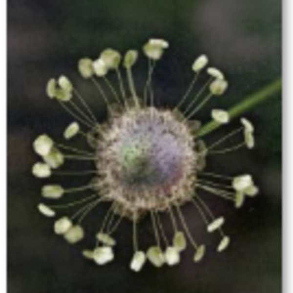 Plantago Lanceolata  (Ribwort Plantain ) : Plan by Chash Toro, Image 1.