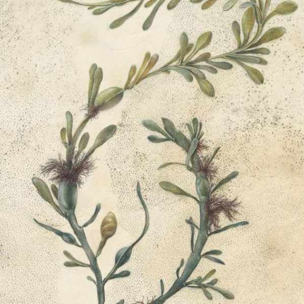 Seaweed dance by Shevaun Doherty, Image 1.