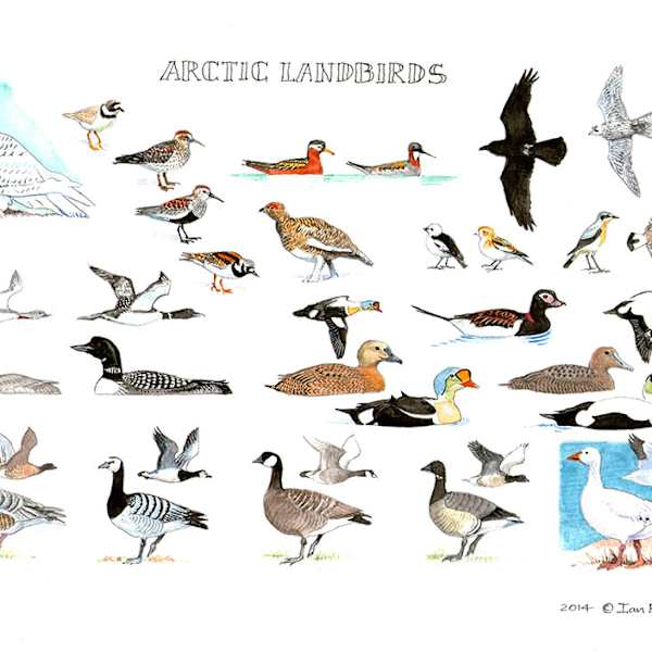 Arctic Landbirds by Ian Bullock, Image 1.
