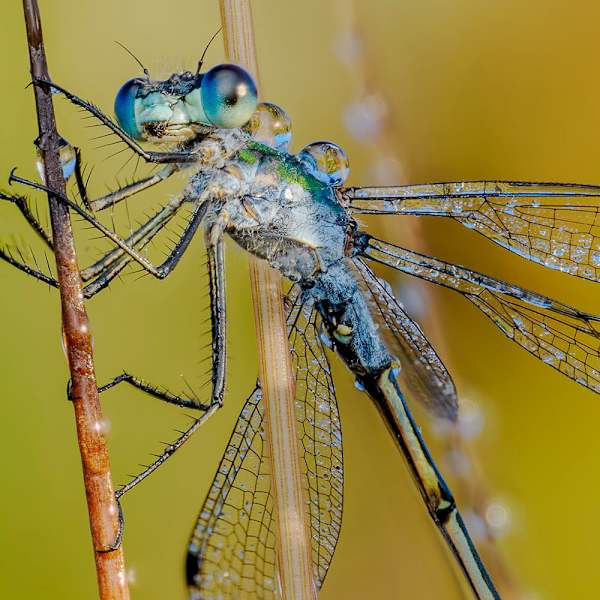 Emerald Damselfly in Dew by Andy Holcroft, Image 1.