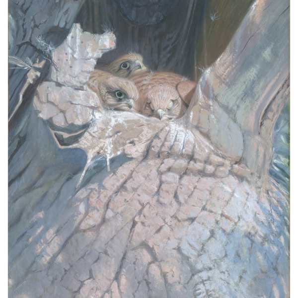 Hawk Nest, Baby Kestrels, limited edition print by Paul MacDermot, Image 1.