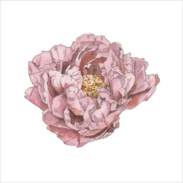 Peony by Ella Starling, Image 1.