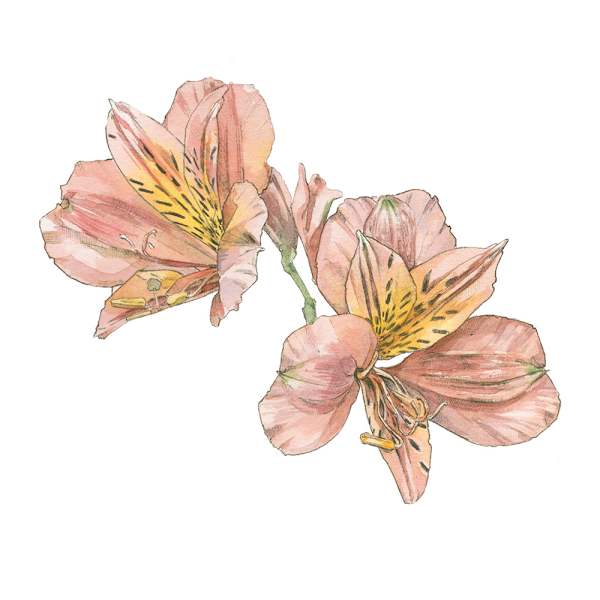 Peruvian Peace Lilly by Ella Starling, Image 1.