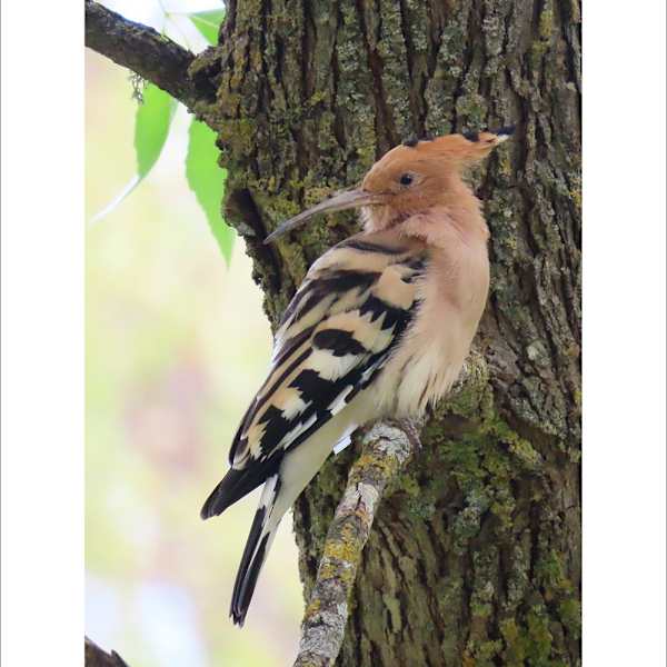 Hoopoe by Amanda Squire, Image 1.