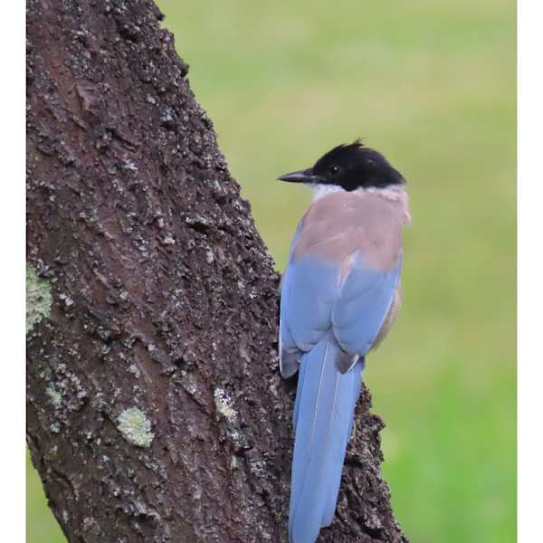 Iberian Magpie by Amanda Squire, Image 1.