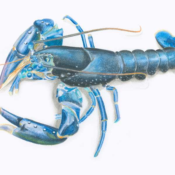Lobster by Steven Roe, Image 1.