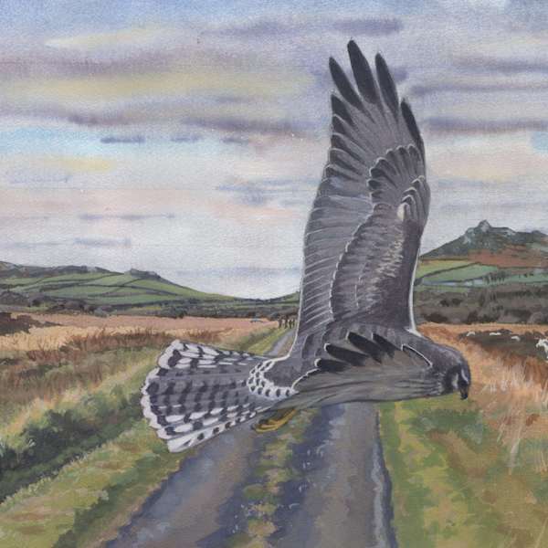 rare bird by Rob Davies, Image 1.