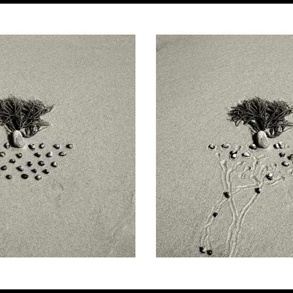 17 min. Snail Drawing w/Kelp by Daniel Ranalli, Image 1.