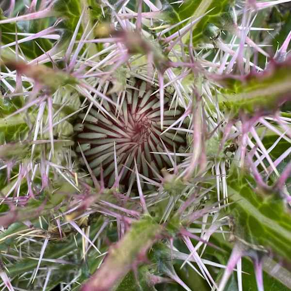 Plum Thistle by Sarah Flores, Image 2.