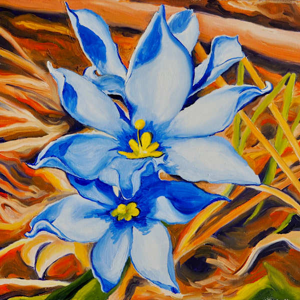 Blue-Eyed Grass at Indian Creek State Recreation Area by Claire Dawkins, Image 1.