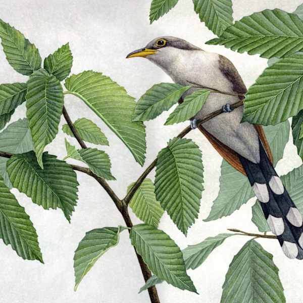 Yellow-billed Cuckoo by Rebecca Jabs, Image 2.