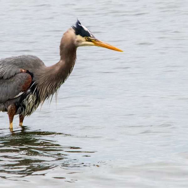 Blue Heron Fishing by Ali Jenness, Image 1.
