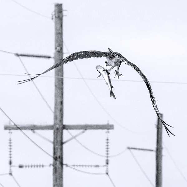 Urban Osprey by Bette Kauffman, Image 1.