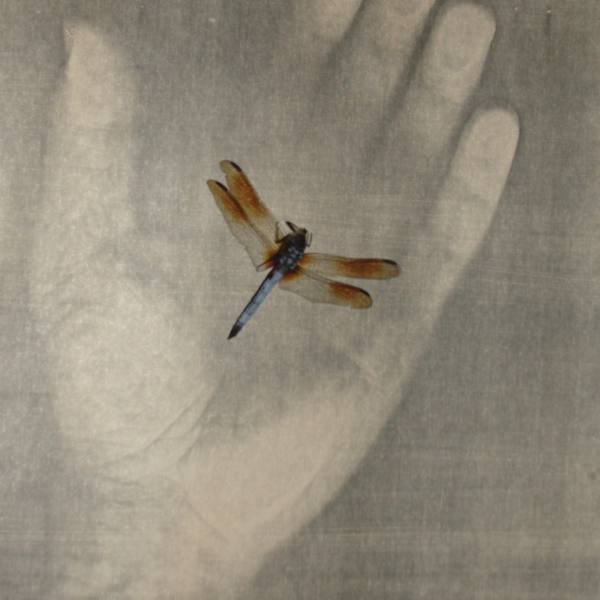 Muddy Waters...Dragonfly Blues, No. 4 by George J. Miller, Image 1.