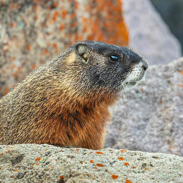 Yellow-Bellied Marmot in Rocks by  Ivan Kuzmin, Image 1.