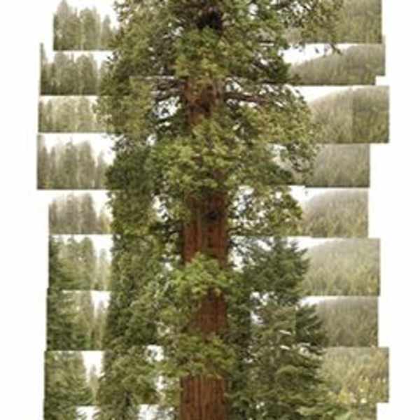 "Stagg" Sequoia by James Balog, Image 2.