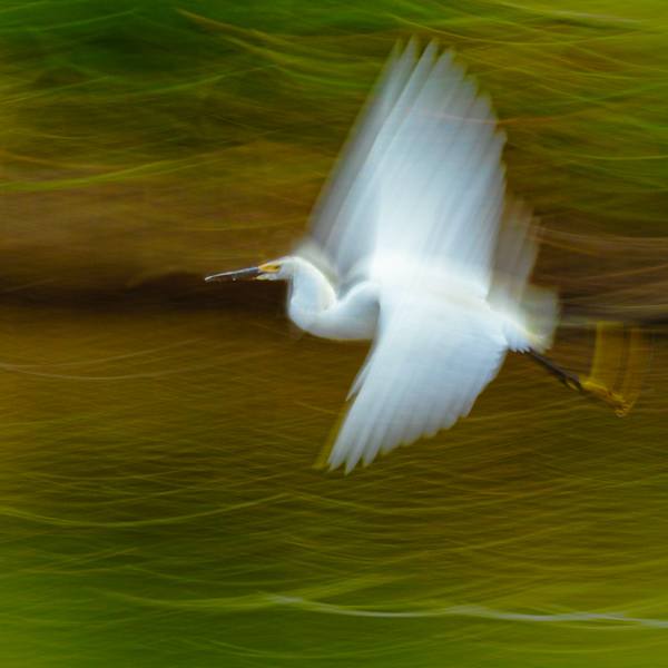 An Egret Dream by Paul Malinowski, Image 6.